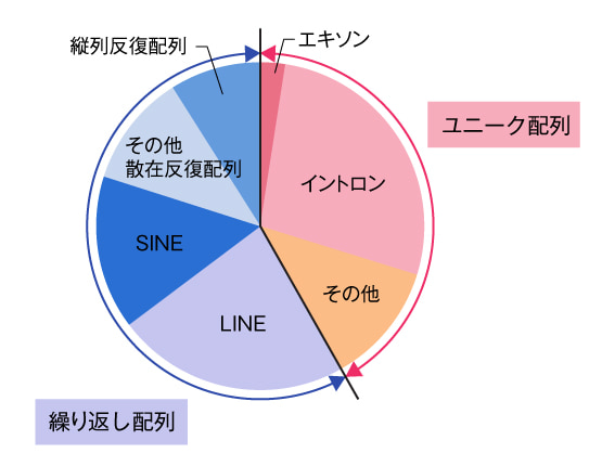 ヒトゲノムの中の遺伝子領域と遺伝子以外の領域