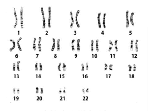 humedit_nipt_chart01