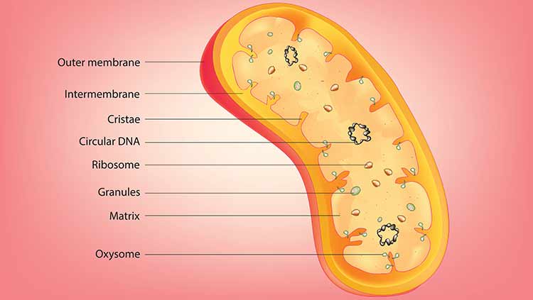 母親からしか受け継がないDNAの存在、知っていますか？ミトコンドリアDNA