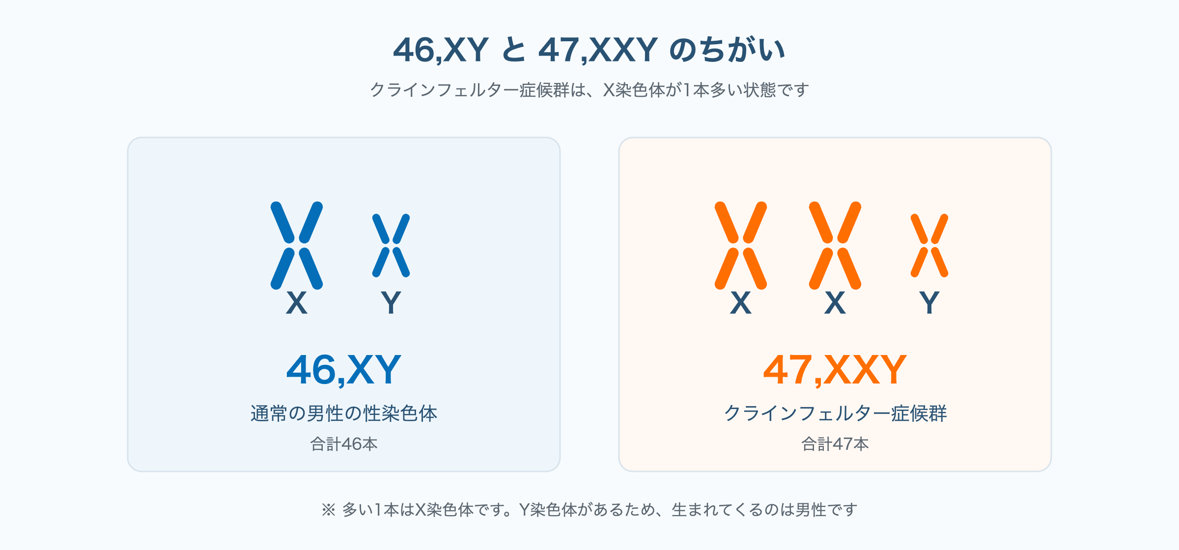 通常の男性の性染色体46,XYと、X染色体が1本多い47,XXY(クラインフェルター症候群)を並べて比較した図
