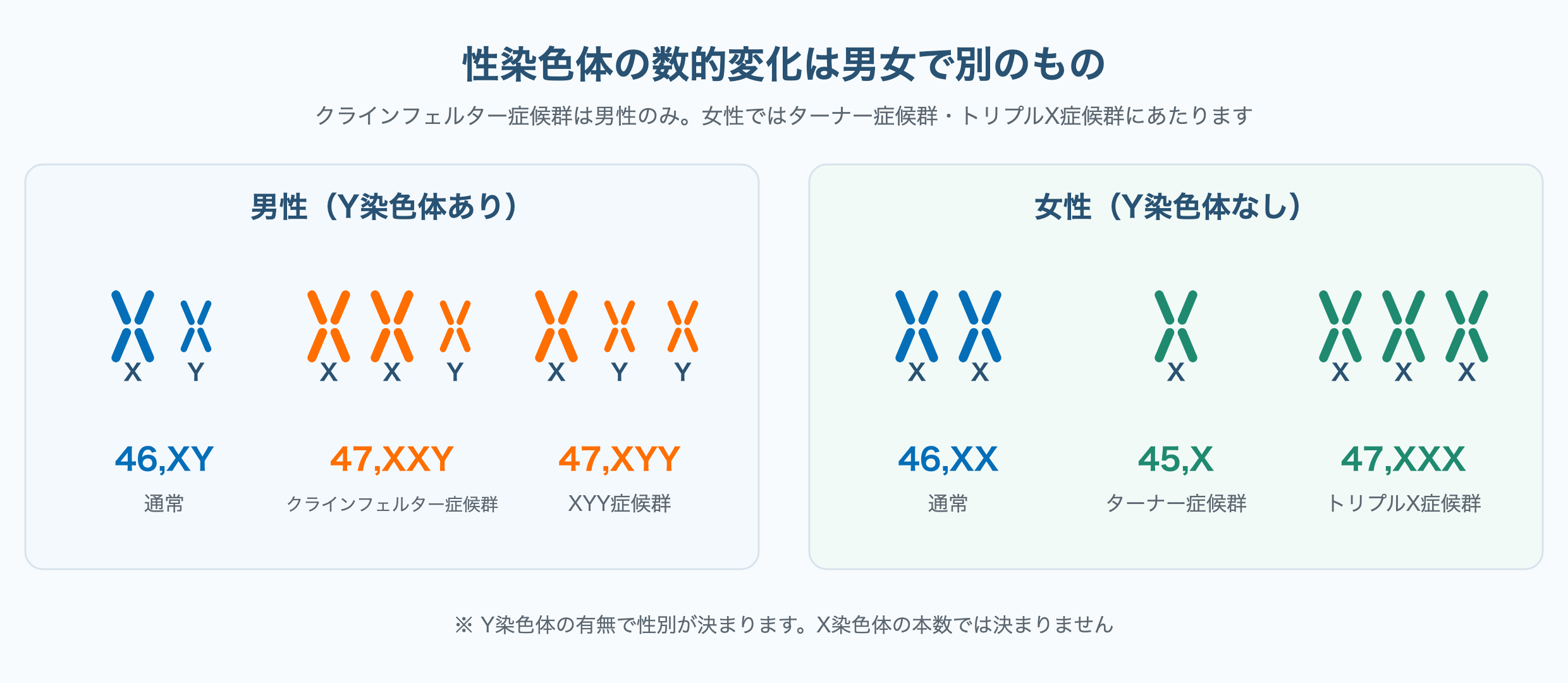 男性の46,XY・47,XXY・47,XYYと、女性の46,XX・45,X・47,XXXを左右に並べ、クラインフェルター症候群が男性のみであることを示した図