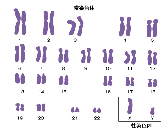 常染色体22対と性染色体1対からなるヒトの染色体46本の構成図