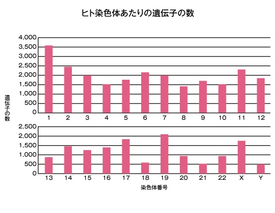 染色体1本あたりの遺伝子数の違いを示すイメージ図